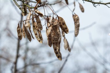 Kahverengi bir Robinia psödoacia tohum kapsülünü parlak bir doğaya karşı kapatır.