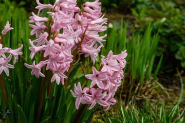 Bahçedeki pembe Hyacinthus. Geleneksel bahar çiçeği.