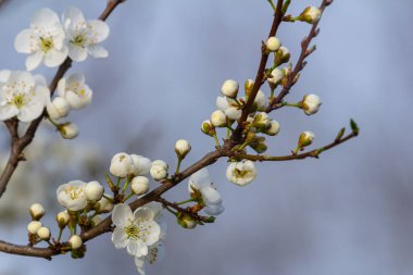 White plum blossom, beautiful white flowers of prunus tree in city garden, detailed macro close up plum branch. White plum flowers in bloom on branch, sweet smell with honey hints.