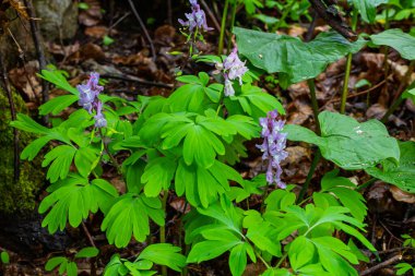 Ormanda ilkbaharda Corydalis çiçek açar..