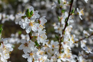 Erik Cerasifera Çiçek açan beyaz erik ağacı. Prunus Cerasifera 'nın beyaz çiçekleri.