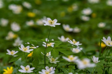 Bahar ormanındaki bir sürü yabani çiçek. Çiçekli güzellik, doğa, doğal. Güneşli bir yaz günü, parkta yeşil çimenler. Anemonoides nemorosa.