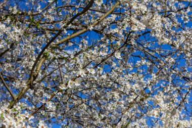 White plum blossom, beautiful white flowers of prunus tree in city garden, detailed macro close up plum branch. White plum flowers in bloom on branch, sweet smell with honey hints.