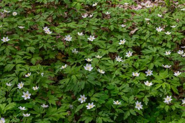 Bahar ormanındaki bir sürü yabani çiçek. Çiçekli güzellik, doğa, doğal. Güneşli bir yaz günü, parkta yeşil çimenler. Anemonoides nemorosa.