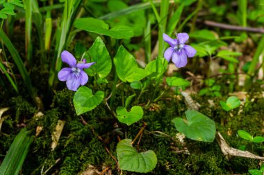Viola odorata. Kokulu olsun. İlkbaharda açan mor çiçek ormanı. İlk bahar çiçeği, mor. Vahşi menekşeler.