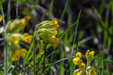 Sarı Primula veris inek ayağı, yaygın inek ayağı, yumuşak yeşil arka planda inek ayağı çuha çiçeği..
