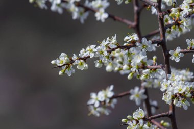 Prunus spinosa, gülgiller (Rosaceae) familyasından bir kuş türü. Prunus spinosa, blackthorn ya da sloe ağacı denir ilkbaharda açan.