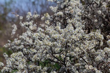 Prunus spinosa, gülgiller (Rosaceae) familyasından bir kuş türü. Prunus spinosa, blackthorn ya da sloe ağacı denir ilkbaharda açan.