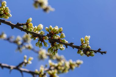 Erik Cerasifera Çiçek açan beyaz erik ağacı. Prunus Cerasifera 'nın beyaz çiçekleri.