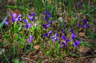 Viola odorata. Kokulu olsun. İlkbaharda açan mor çiçek ormanı. İlk bahar çiçeği, mor. Vahşi menekşeler.
