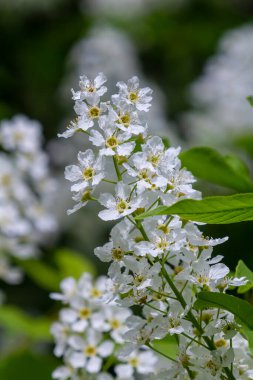 Seçici odak fotoğrafı. Kuş kiraz ağacı, erik yaprağı çiçek açıyor..