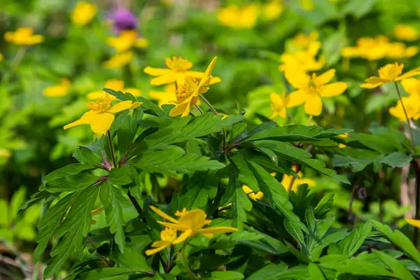 Latince Anemonoides ranunculoides ya da Anemone ranunculoides 'te sarı ahşap şakayık ya da düğün çiçeği..