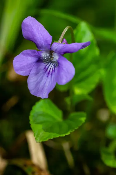 Viola odorata. Scent-scented. Violet flower forest blooming in spring. The first spring flower, purple. Wild violets in nature.