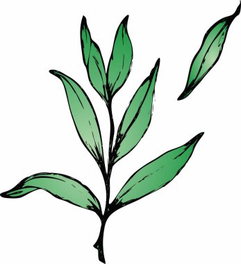 Vektör dalları ve yaprakları. El çizimi çiçek elementleri. Klasik botanik çizimler.