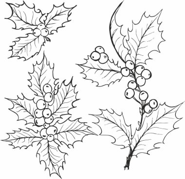 Noel süslemesi, el çizimi Holly 'nin çilek vektör çizimi.