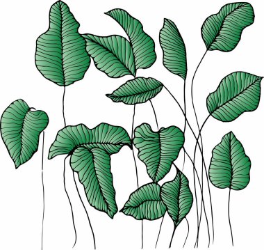 Vektör dalları ve yaprakları. El çizimi çiçek elementleri. Klasik botanik çizimler.