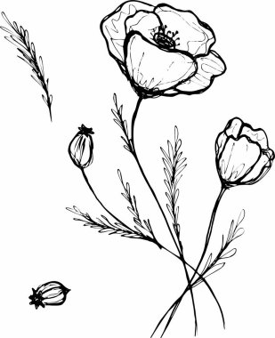Çiçek çiziyorum. gelincik çiçeği klip sanatı veya illüstrasyon
