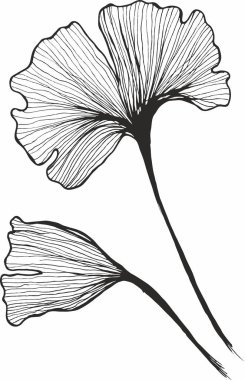 Vektör dalları ve yaprakları. El çizimi çiçek elementleri. Klasik botanik çizimler.