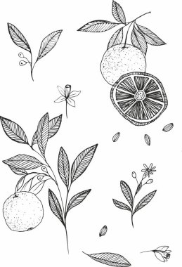 Turuncu meyve vektörü çizimi. Yaz yemeği oymalı resimli el çizimi, bütün ve yarım portakal, dal, çiçek, yapraklar. Etiket olarak turunçgillerin botanik çizimi.