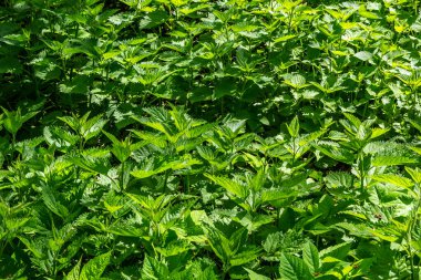 Stinging nettles Urtica dioica in the garden. Green leaves with serrated edges.