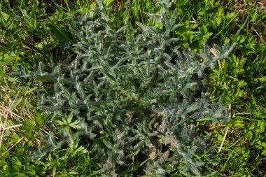 Cirsium vulgare 'in üst görüntüsü, mızrak devedikeni..