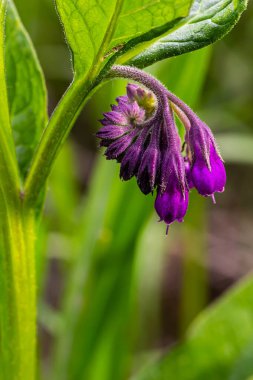 Çayırda, yabani otların arasında Comfrey Symphytum officinale çiçek açıyor..