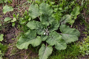 Arctium lappa - Genç burdock yazın başında ayrılıyor.