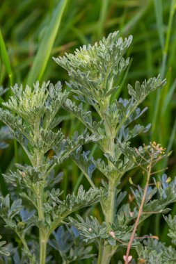 Gümüş yeşili Wormwood arka planda kalır. Artemisia Absinthium, bitkisel mutfak bahçesindeki pelin otu bitkisi, kapat, makro.
