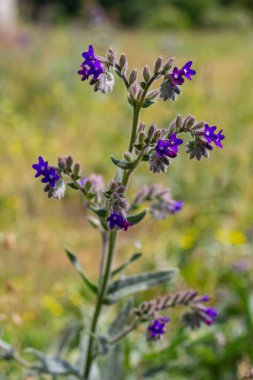 Anchusa officinalis, yaygın olarak bugloss veya yeşil arka planlı alkanet olarak bilinir..