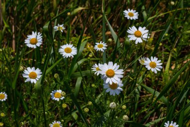 Tripleurospermum maritimum Matricaria maritima, Paskalya familyasından bir bitki türüdür..