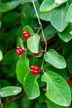 Festive Holiday Honeysuckle Branch with Red Berries Lonicera xylosteum.