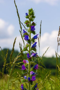 Viper 'ın böcek ilacı ya da yabani ot Echium vulgare doğal yeşil arka planda çayırda çiçek açıyor. Makro. Seçici odaklanma. Ön görünüm.