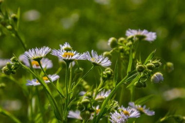 Erigeron Annuus olarak bilinen yıllık pire, papatya pire, ya da papatya pire..
