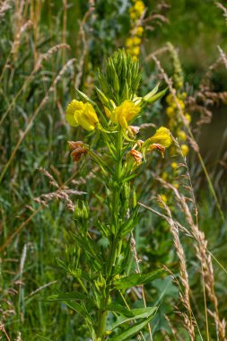 Sarı akşam çuha çiçeği Oenothera biennis, kozmetik, cilt bakımı ve egzama için ilaç fabrikası.