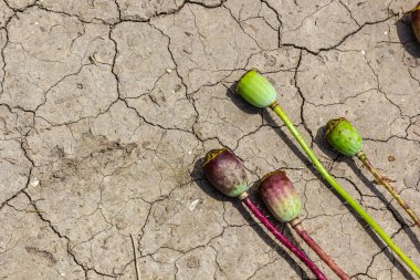 Haşhaş tohumlu kuraklık arazisi Papaver, toprağı kurutan, toprağı kurutan çatlak, toprağı kurutan, iklim değişikliği, çevresel felaket ve toprak çatlakları, bitkiler için kuru ölüm..