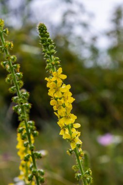 Vahşi otların arasında yaz mevsimi, tarımsal ekvatorya çiçekleri açıyor..