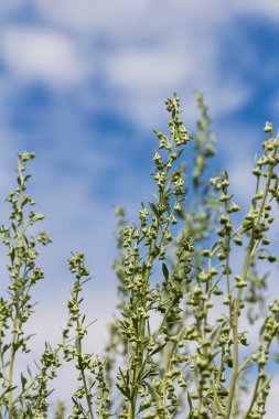 Pelin otu yeşil gri yapraklar ve güzel sarı çiçekler. Artemisia Absinthium Absinthium, Absinthe Wormwood Çiçek Bitkisi, Kapalı Makro.