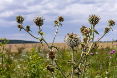 Echinops sphaerocephalus ve Glandüler Globe devedikeni olarak bilinen Büyük Dünya devedikeni 'nin seçici odak noktasını kapatın..