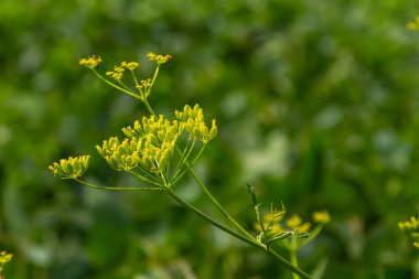 Pastinaca sativa subsp. Urens, Pastinaca şemsiyesi, Apiaceae. Yazın vahşi bitki vuruşu..