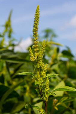 Çiçekteki yeşil Amaranthus melezi. Amaranthaceae familyasından bitkiler istilacı bir ot olarak yetişir..