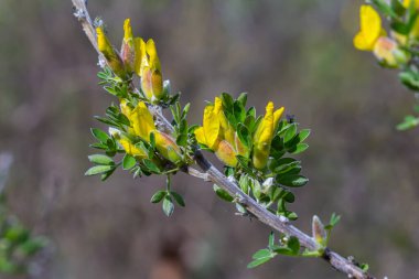 Chamaecytisus ruthenicus blooms in the wild in spring.