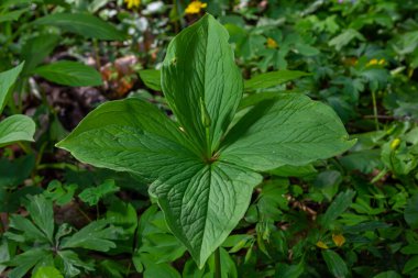 Paris quadrifolia in bloom. It is commonly known as herb Paris or true lover's knot. clipart