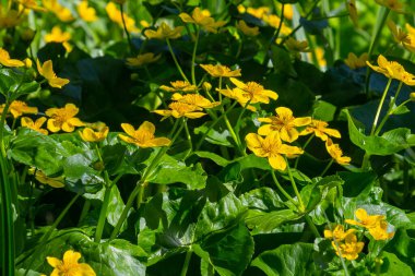 Çiçekli kadife çiçeği Caltha palustris geniş bir bataklık, göletler, nemli çayırlar ve ıslak ormanlık..