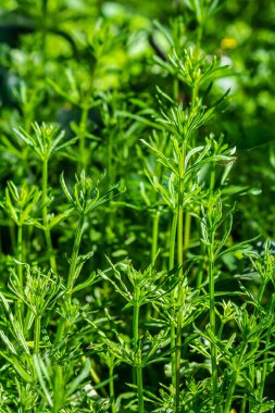 Cleavers Galium aparini geleneksel tıpta idrar söktürücü, lenf sistemi bozukluklarının tedavisinde ve detoksifikatör olarak kullanılmıştır..