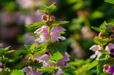 Benekli, ölü lamium maculatum pembe çiçekleri. Bahçedeki şifalı bitkiler.