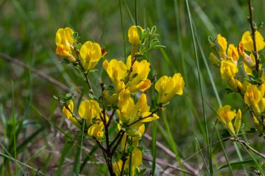 Chamaecytisus ruthenicus blooms in the wild in spring.