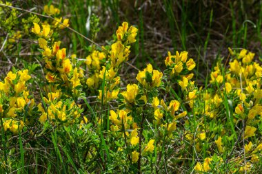 Chamaecytisus ruthenicus blooms in the wild in spring.