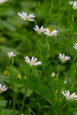 Stellaria sanal çayı. Tavuk otunun narin orman çiçekleri, Stellaria holostea ya da Echte Sternmiere. Çiçek arkaplanı. Doğal yeşil arka planda beyaz çiçekler. yakın plan.