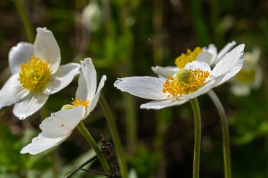 Anemonoides sylvestris Anemone sylvestris, kar damlası şakayığı ya da kar damlası şakayığı olarak da bilinir..