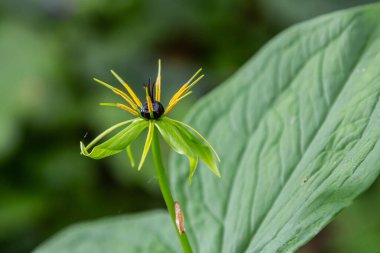 Paris quadrifolia in bloom. It is commonly known as herb Paris or true lover's knot. clipart